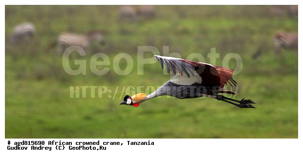 ����������� ����������� �������, ��������, ����������� �������, �������