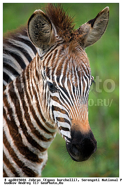 Equus burchelli, �����, ����������, �����, ������������ ����, �������������, �����, �����, XYZ, ���������, Equidae, ���������� �����, �������� �����, Equus quagga, Equus burchelli, Equus quagga burchellii, Asinus burchellii