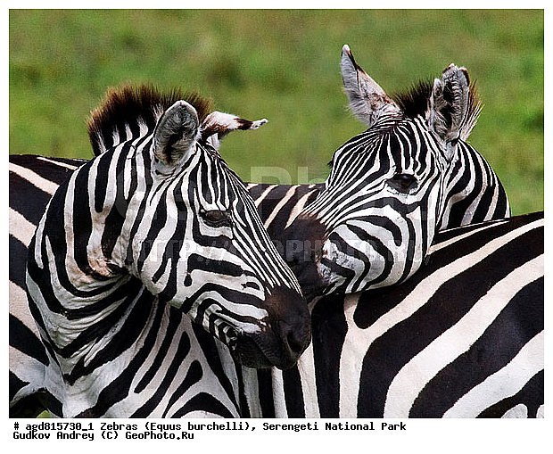 Equus burchelli, �����, ����������, �����, ������������ ����, �������������, �����, �����, XYZ, ���������, Equidae, ���������� �����, �������� �����, Equus quagga, Equus burchelli, Equus quagga burchellii, Asinus burchellii