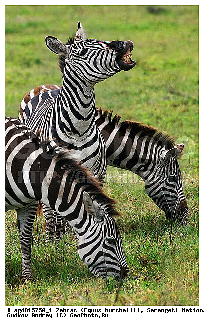 Equus burchelli, �����, ����������, �����, ������������ ����, �������������, �����, �����, XYZ, ���������, Equidae, ���������� �����, �������� �����, Equus quagga, Equus burchelli, Equus quagga burchellii, Asinus burchellii