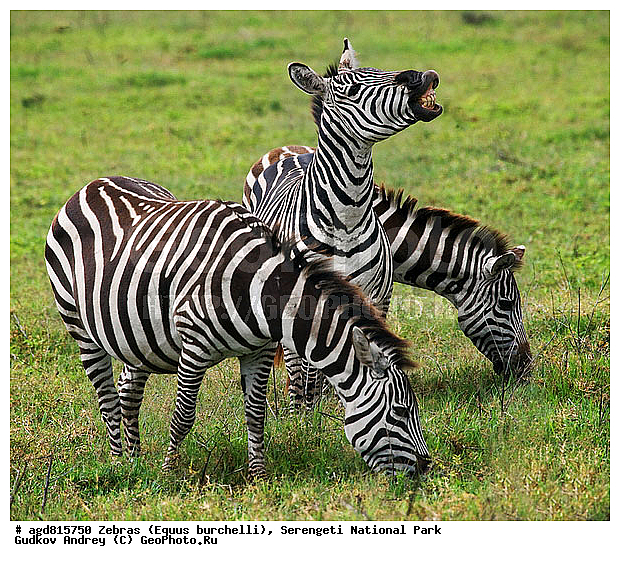 Equus burchelli, �����, ����������, �����, ������������ ����, �������������, �����, �����, XYZ, ���������, Equidae, ���������� �����, �������� �����, Equus quagga, Equus burchelli, Equus quagga burchellii, Asinus burchellii