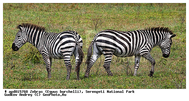 Equus burchelli, �����, ����������, �����, ������������ ����, �������������, �����, �����, XYZ, ���������, Equidae, ���������� �����, �������� �����, Equus quagga, Equus burchelli, Equus quagga burchellii, Asinus burchellii