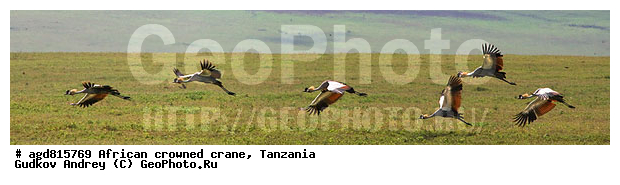 ����������� ����������� �������, ��������, ����������� �������, �������