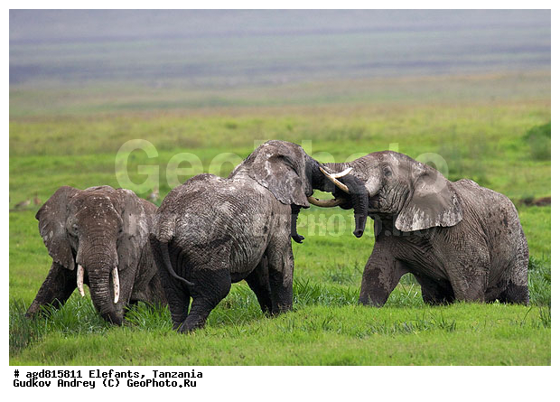 �����, ��������, �������������, �����, �����, XYZ, ��������, Proboscidea, �������� ����, Loxodonta africana, Elephas africanus, ��������, Elephantidae