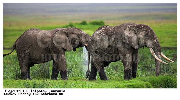 �����, ��������, �������������, �����, �����, XYZ, ��������, Proboscidea, �������� ����, Loxodonta africana, Elephas africanus, ��������, Elephantidae