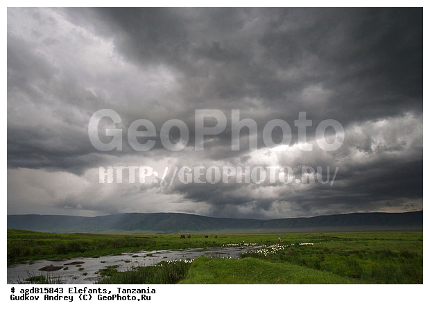 �����, ��������, �������������, �����, �����, XYZ, ��������, Proboscidea, �������� ����, Loxodonta africana, Elephas africanus, ��������, Elephantidae