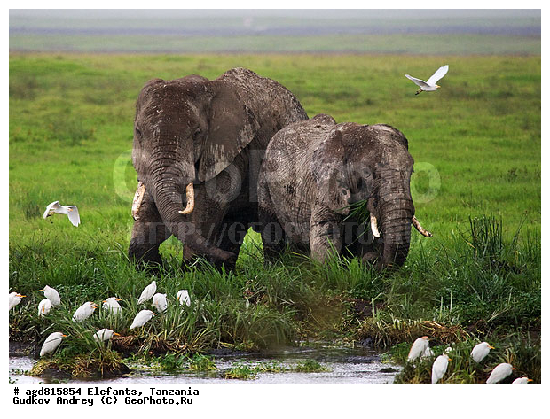 �����, ��������, �������������, �����, �����, XYZ, ��������, Proboscidea, �������� ����, Loxodonta africana, Elephas africanus, ��������, Elephantidae