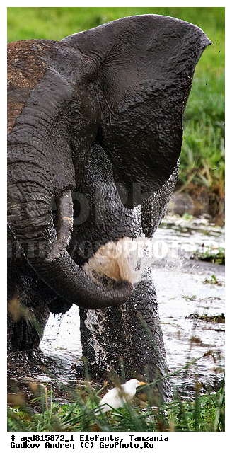 �����, ��������