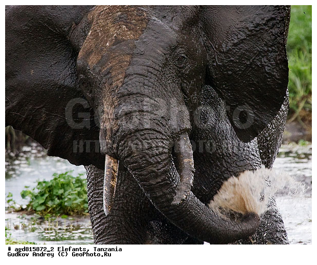 �����, ��������, �������������, �����, �����, XYZ, ��������, Proboscidea, �������� ����, Loxodonta africana, Elephas africanus, ��������, Elephantidae