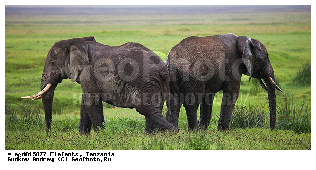 �����, ��������, �������������, �����, �����, XYZ, ��������, Proboscidea, �������� ����, Loxodonta africana, Elephas africanus, ��������, Elephantidae