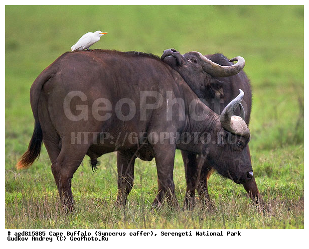 Cape Buffalo , Syncerus caffer, ����������� ������, ����������, ������, ������������ ����, �������������, �����, �����, XYZ, ���������, Bovidae, ����������� ������, ׸���� ������, Syncerus caffer