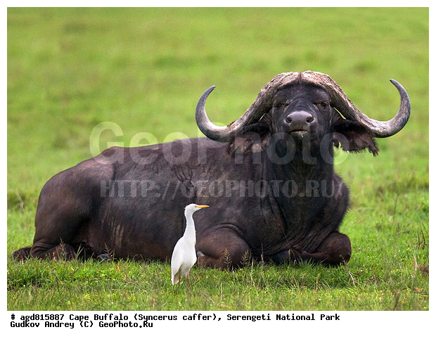 Cape Buffalo , Syncerus caffer, ����������� ������, ����������, ������, ������������ ����, �������������, �����, �����, XYZ, ���������, Bovidae, ����������� ������, ׸���� ������, Syncerus caffer