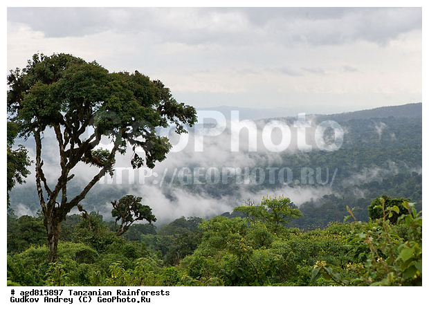 ��������, ����������� ���� ��������, ����������� ����