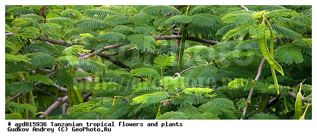 ����������� ����� � �������� ��������, ��������, �����