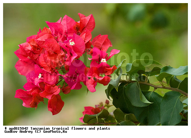 ����������� ����� � �������� ��������, ��������, �����