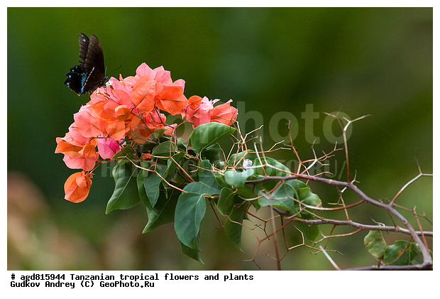 ����������� ����� � �������� ��������, ��������, �����