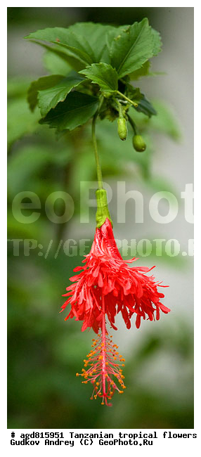 ����������� ����� � �������� ��������, ��������, �����