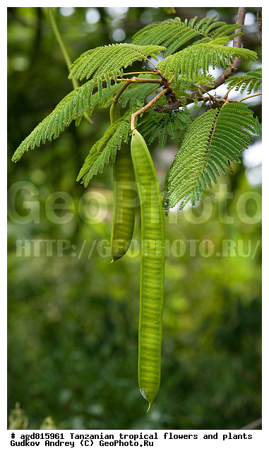 ����������� ����� � �������� ��������, ��������, �����