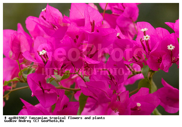 ����������� ����� � �������� ��������, ��������, �����