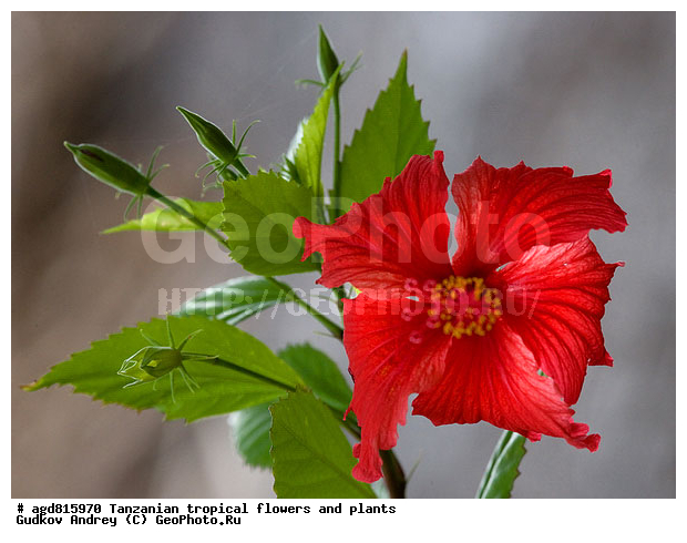 ����������� ����� � �������� ��������, ��������, �����