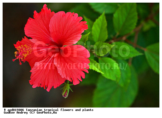 ����������� ����� � �������� ��������, ��������, �����