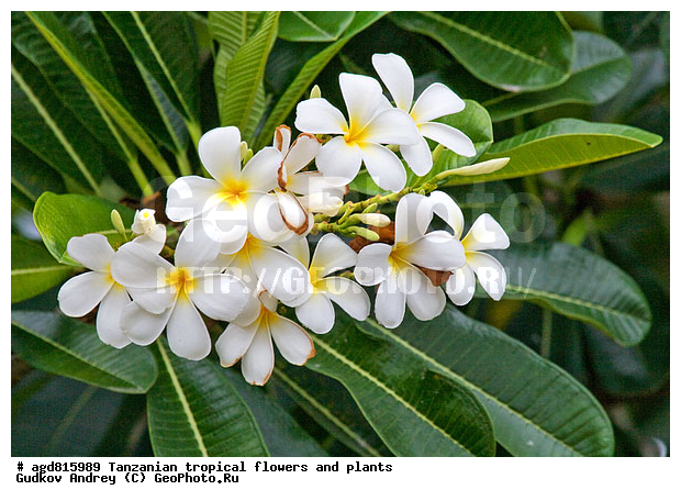 ����������� ����� � �������� ��������, ��������, �����