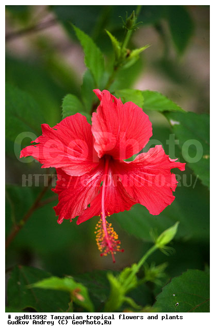 ����������� ����� � �������� ��������, ��������, �����