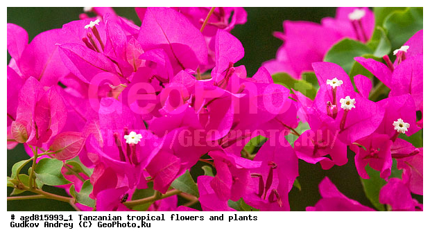 ����������� ����� � �������� ��������, ��������, �����