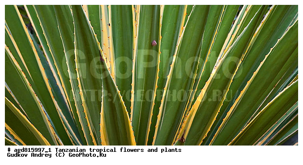 ����������� ����� � �������� ��������, ��������, �����