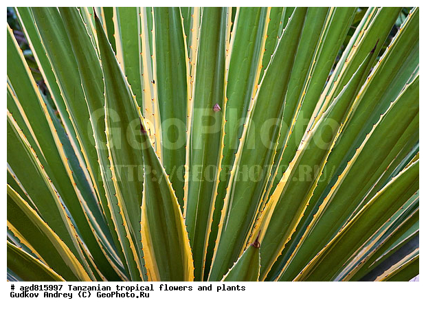 ����������� ����� � �������� ��������, ��������, �����