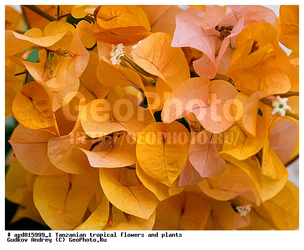 ����������� ����� � �������� ��������, ��������, �����