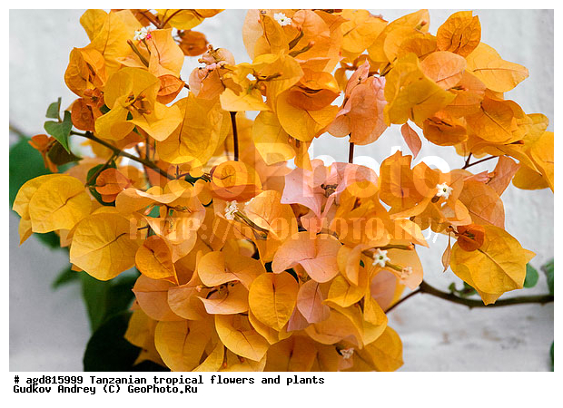 ����������� ����� � �������� ��������, ��������, �����