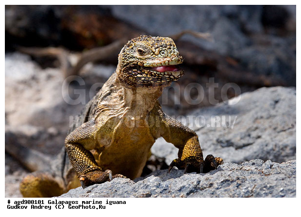 ������������� �������, ����������, ����������, ������������ ������ ��������, ��������, ����������� ����, ������, ������������� ������� �����, ������� ������, ������ �����, ��������� �����, ������ �������, ����� ������, �������, ���������� ����, ������������, ������ �� ���������, ������� ������������, ������������ �����, ��������, ����������, ������, ���������� ����, �������� ��������, ������ ����, ����� ��������, ���������� ������, ������ ��������, ����������������, ��������, ������������ ��������, �������, ��������, ������ �����-���, �������, ��������, ��������, ��������������, ��������������, ��������, ��������, ��������, ��������, �������, �������, XYZ, ���������, Iguanidae, ������������ �������, ������������� �������, ���������� ������������� ������, ������������� ���������� ������, Conolophus subcristatus