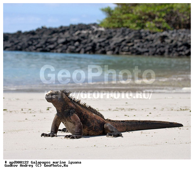 ������������� �������, ����������, ����������, ������������ ������ ��������, ��������, ����������� ����, ������, ������������� ������� �����, ������� ������, ������ ����� ����, ��������� �����, ������ �������, ����� ������, �������, ���������� ����, ������������, ������ �� ���������, ������� ������������, ������������ �����, ��������, ����������, ������, ���������� ����, ������� ������, �������� ��������, ������ ����, ����� ��������, ������ ��������, ����������������, ��������, ������������ ��������, �������, ��������, ������ �����-����, ������������, �������, ��������, ��������, ��������������, ��������������, ��������, ��������, ��������, ��������, �������, �������, XYZ, ���������, Iguanidae, ������� ������, Amblyrhynchus cristatus