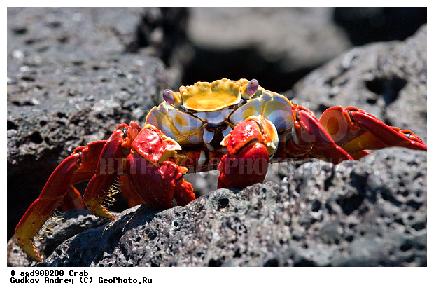 ������������� �������, ����������, ���������, ������������ ������ ��������, ��������, ����������� ����, ������, ������������� ������� �����, ������ �����, ��������� �����, ������ �������, �������, ���������� ����, ������������, ������ �� ���������, ������� ������������, ������������ �����, ��������, ����������, ���� ������, ���������� ����, ����, �������� ��������, ���������� ����, ������������, ������ ����, ����� ��������, ���������� ������, ���������� �����, ������ ��������, ����������������, ��������