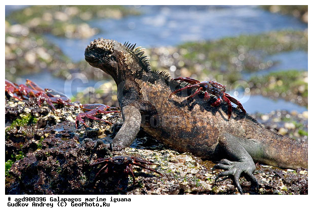 ������������� �������, ����������, ����������, ������������ ������ ��������, ��������, ����������� ����, ������, ������������� ������� �����, ������� ������, ������ ����� ����, ��������� �����, ������ �������, ����� ������, �������, ���������� ����, ������������, ������ �� ���������, ������� ������������, ������������ �����, ��������, ����������, ������, ���������� ����, ������� ��������, ������� �����, ������� ������, �������� ��������, ���������� ����, ������ ����, ����� ��������, ������ ��������, ����������������, ��������, ������������ ��������, �������, ��������, ������ �����-����, ������������, �������, ��������, ��������, ��������������, ��������������, ��������, ��������, ��������, ��������, �������, �������, XYZ, ���������, Iguanidae, ������� ������, Amblyrhynchus cristatus