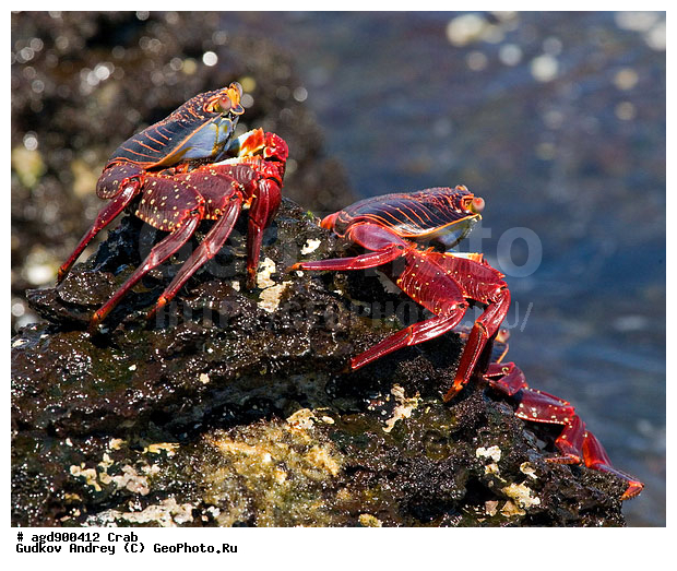 ������������� �������, ����������, ���������, ������������ ������ ��������, ��������, ����������� ����, �����, ������������� ������� �����, ��������� �����, ������ �������, ����� ������, �������, ���������� ����, ������������, ������ �� ���������, ������� ������������, ������������ �����, ��������, ����������, ���������� ����, ����, �������� ��������, ���������� ����, ������������, ������ ����, ����� ��������, ���������� �����, ������ ��������, ����������������, ��������