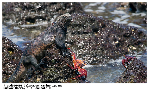 ������������� �������, ����������, ����������, ������������ ������ ��������, ��������, ����������� ����, ������, ������������� ������� �����, ������� ������, ������ ����� ����, ��������� �����, ������ �������, ����� ������, �������, ���������� ����, ������������, ������ �� ���������, ������� ������������, ������������ �����, ��������, ����������, ������, ���������� ����, ������� ��������, ������� �����, ������� ������, �������� ��������, ���������� ����, ������ ����, ����� ��������, ������ ��������, ����������������, ��������, ������������ ��������, �������, ��������, ������ �����-����, ������������, �������, ��������, ��������, ��������������, ��������������, ��������, ��������, ��������, ��������, �������, �������, XYZ, ���������, Iguanidae, ������� ������, Amblyrhynchus cristatus