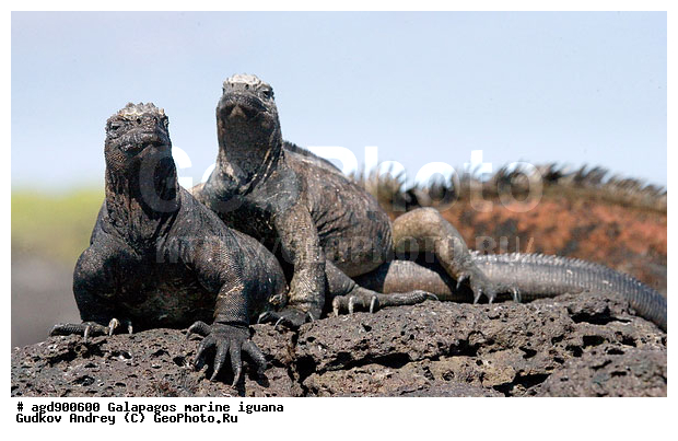 ������������� �������, ����������, ����������, ������������ ������ ��������, ��������, ����������� ����, ������, ������������� ������� �����, ������� ������, ������ ����� ����, ��������� �����, ������ �������, ����� ������, �������, ���������� ����, ������������, ������ �� ���������, ������� ������������, ������������ �����, ��������, ����������, ������, ���������� ����, ������� ��������, ������� �����, ������� ������, �������� ��������, ���������� ����, ������ ����, ����� ��������, ������ ��������, ����������������, ��������, ������������ ��������, �������, ��������, ������ �����-����, ������������, �������, ��������, ��������, ��������������, ��������������, ��������, ��������, ��������, ��������, �������, �������, XYZ, ���������, Iguanidae, ������� ������, Amblyrhynchus cristatus