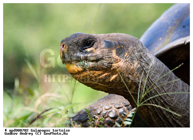 ������������� �������, ����������, ���������� ��������, ������������ ������ ��������, ��������, ����������� ����, ������������� ������� �����, ������ ����� ����, ��������� �����, ������ �������, ����� ������, �������, ���������� ����, ������������, ������� ������������, ��������, ����������, ���������� ����, �������� ��������, ������ ����, �������� ��������, ����� ��������, ������ ��������, ����������������, ��������, ��������, �������, ��������, ��������, ��������, XYZ, ���������� ��������, Testudinidae, �������� ��������, ������������� ��������, Chelonoidis elephantopus, Chelonoidis nigra