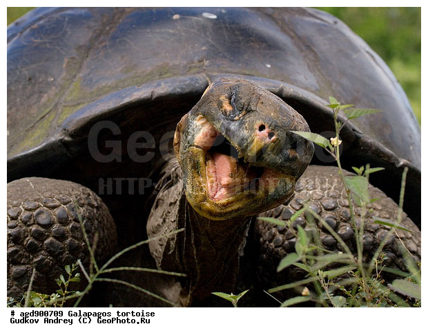 ������������� �������, ����������, ���������� ��������, ������������ ������ ��������, ��������, ����������� ����, ������������� ������� �����, ������ ����� ����, ��������� �����, ������ �������, ����� ������, �������, ���������� ����, ������������, ������� ������������, ��������, ����������, ���������� ����, �������� ��������, ������ ����, �������� ��������, ����� ��������, ������ ��������, ����������������, ��������, ��������, �������, ��������, ��������, ��������, XYZ, ���������� ��������, Testudinidae, �������� ��������, ������������� ��������, Chelonoidis elephantopus, Chelonoidis nigra