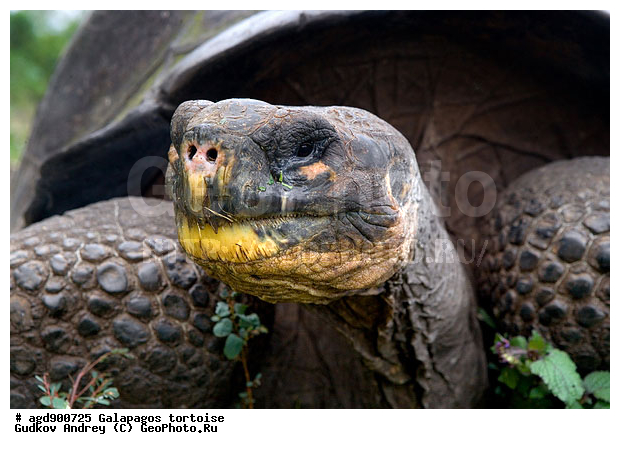 ������������� �������, ����������, ���������� ��������, ������������ ������ ��������, ��������, ����������� ����, ������������� ������� �����, ������ ����� ����, ��������� �����, ������ �������, ����� ������, �������, ���������� ����, ������������, ������� ������������, ��������, ����������, ���������� ����, �������� ��������, ������ ����, �������� ��������, ����� ��������, ������ ��������, ����������������, ��������, ��������, �������, ��������, ��������, ��������, XYZ, ���������� ��������, Testudinidae, �������� ��������, ������������� ��������, Chelonoidis elephantopus, Chelonoidis nigra