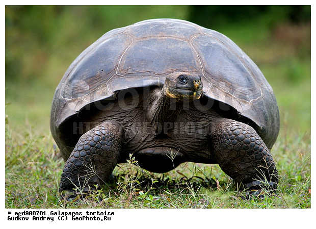 ������������� �������, ����������, ���������� ��������, ������������ ������ ��������, ��������, ����������� ����, ������������� ������� �����, ������ ����� ����, ��������� �����, ������ �������, ����� ������, �������, ���������� ����, ������������, ������� ������������, ��������, ����������, ���������� ����, �������� ��������, ������ ����, �������� ��������, ����� ��������, ������ ��������, ����������������, ��������, ��������, �������, ��������, ��������, ��������, XYZ, ���������� ��������, Testudinidae, �������� ��������, ������������� ��������, Chelonoidis elephantopus, Chelonoidis nigra