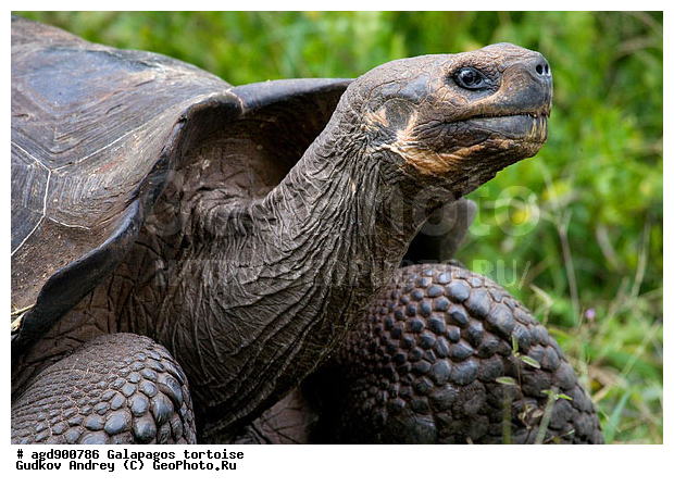 ������������� �������, ����������, ���������� ��������, ������������ ������ ��������, ��������, ����������� ����, ������������� ������� �����, ������ ����� ����, ��������� �����, ������ �������, ����� ������, �������, ���������� ����, ������������, ������� ������������, ��������, ����������, ���������� ����, �������� ��������, ������ ����, �������� ��������, ����� ��������, ������ ��������, ����������������, ��������, ��������, �������, ��������, ��������, ��������, XYZ, ���������� ��������, Testudinidae, �������� ��������, ������������� ��������, Chelonoidis elephantopus, Chelonoidis nigra