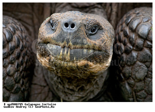 ������������� �������, ����������, ���������� ��������, ������������ ������ ��������, ��������, ����������� ����, ������������� ������� �����, ������ ����� ����, ��������� �����, ������ �������, ����� ������, �������, ���������� ����, ������������, ������� ������������, ��������, ����������, ���������� ����, �������� ��������, ������ ����, �������� ��������, ����� ��������, ������ ��������, ����������������, ��������, ��������, �������, ��������, ��������, ��������, XYZ, ���������� ��������, Testudinidae, �������� ��������, ������������� ��������, Chelonoidis elephantopus, Chelonoidis nigra