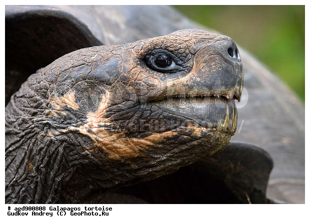 ������������� �������, ����������, ���������� ��������, ������������ ������ ��������, ��������, ����������� ����, ������������� ������� �����, ������ ����� ����, ��������� �����, ������ �������, ����� ������, �������, ���������� ����, ������������, ������� ������������, ��������, ����������, ���������� ����, �������� ��������, ������ ����, �������� ��������, ����� ��������, ������ ��������, ����������������, ��������, ��������, �������, ��������, ��������, ��������, XYZ, ���������� ��������, Testudinidae, �������� ��������, ������������� ��������, Chelonoidis elephantopus, Chelonoidis nigra