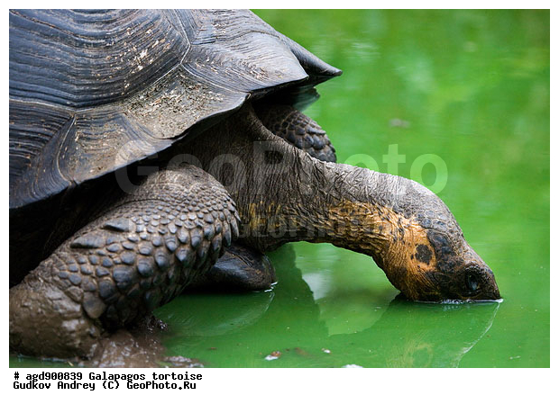 ������������� �������, ����������, ���������� ��������, ������������ ������ ��������, ��������, ����������� ����, ������������� ������� �����, ������ ����� ����, ��������� �����, ������ �������, ����� ������, �������, ���������� ����, ������������, ������� ������������, ��������, ����������, ���������� ����, �������� ��������, ������ ����, �������� ��������, ����� ��������, ������ ��������, ����������������, ��������, ��������, �������, ��������, ��������, ��������, XYZ, ���������� ��������, Testudinidae, �������� ��������, ������������� ��������, Chelonoidis elephantopus, Chelonoidis nigra