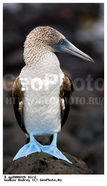 ������������� �������, ����������, ���������, ������������ ������ ��������, ��������, ����������� ����, ������������� ������� �����, ������� �����, ������ ����� ����, ��������� �����, �������� ����, �����, ��������� �����, ������ �������, ����� ������, �������, ���������� ����, ������������, ������� ������������, ����������, ���������� ����, �������� ��������, �����, ������ ����, ����� ��������, ������ ��������, ����������������, ��������, �������, ��������, ��������, �����, �����, ��������, �����������, ������� �����, ������� �����, XYZ, ��������, Sulidae, ����������� �����, Sula nebouxii