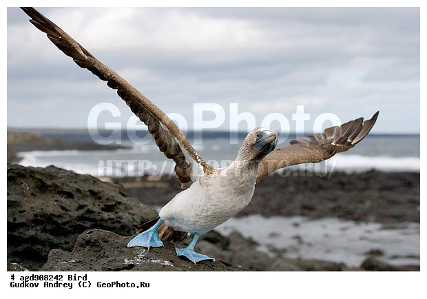 ������������� �������, ����������, ���������, ������������ ������ ��������, ��������, ����������� ����, ������������� ������� �����, ������� �����, ������ ����� ����, ��������� �����, �������� ����, �����, ��������� �����, ������ �������, ����� ������, �������, ���������� ����, ������������, ������� ������������, ����������, ���������� ����, �������� ��������, �����, ������ ����, ����� ��������, ������ ��������, ����������������, ��������, �������, ��������, ��������, �����, �����, ��������, �����������, ������� �����, ������� �����, XYZ, ��������, Sulidae, ����������� �����, Sula nebouxii