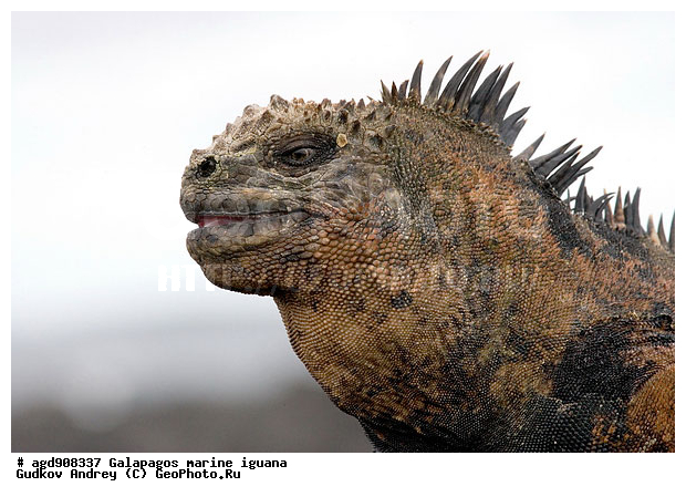 ������������� �������, ����������, ����������, ������������ ������ ��������, ��������, ����������� ����, ������, ������������� ������� �����, ������� ������, ������ ����� ����, ��������� �����, ������ �������, ����� ������, �������, ���������� ����, ������������, ������ �� ���������, ������� ������������, ������������ �����, ��������, ����������, ������, ���������� ����, ������� ��������, ������� �����, ������� ������, �������� ��������, ���������� ����, ������ ����, ����� ��������, ������ ��������, ����������������, ��������, ������������ ��������, �������, ��������, ������ �����-����, ������������, �������, ��������, ��������, ��������������, ��������������, ��������, ��������, ��������, ��������, �������, �������, XYZ, ���������, Iguanidae, ������� ������, Amblyrhynchus cristatus